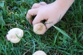 Kind pflückt einen unbekannten Pilz