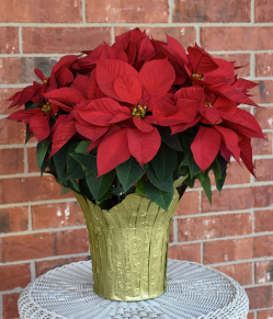 Poinsettia