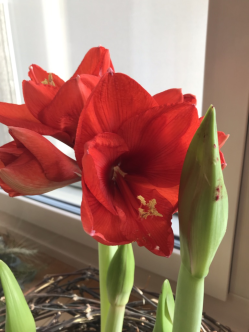 Amaryllis Blüte und Knospe