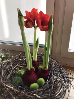 Amaryllis mit Blüten und Knospen Bild: cnu