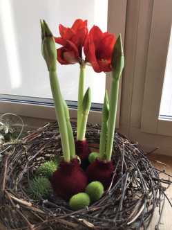 Bocciolo e fiore di Amaryllis. Foto cnu