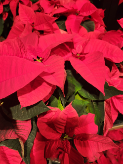 Poinsettia photo credit: cnu