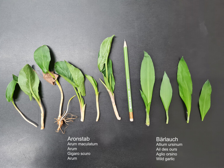Vergleich Aronstab und Bärlauch