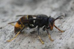 Asian hornet.