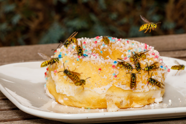 Sweet temptation – this donut clearly belongs to the wasps.