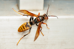 Asian hornet.