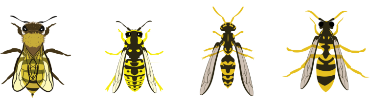 Abeilles, guêpes frelons