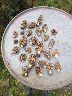Freshly foraged morels