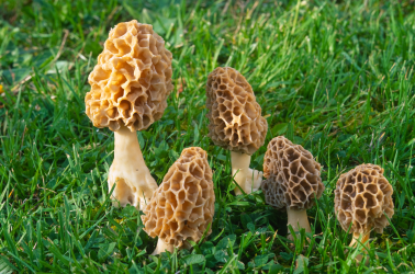 Morel mushrooms in a meadow.