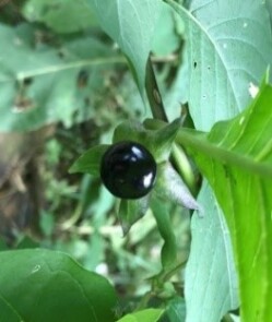 Schwarze Tollkirsche (Atropa belladonna): Charakteristisch sind die fünf Kelchlappen (Sternform), welche die 10–15 mm grosse schwarze Beere umgeben.