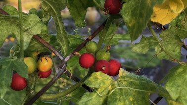 Bryone : cette plante grimpante se trouve par exemple sur les clôtures des jardins naturels.