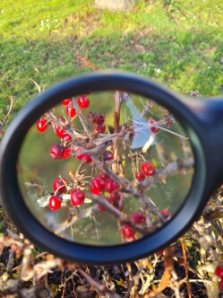 Beeren unter der Lupe