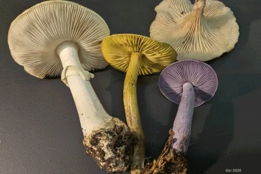 Champignon à lamelles