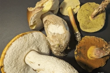 Champignon à tubes