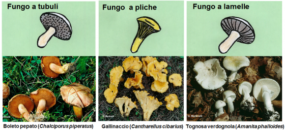 Fungo a tubuli, a pliche e a lamelle